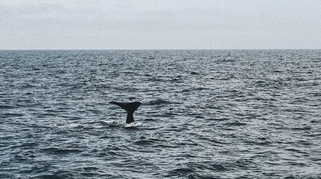 Andenes whalesafari spermwhales norway lofoten lofoti norveska kiti