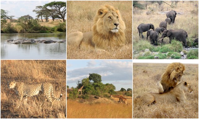 Serengeti-Tanzanija-safari-potopis-potovanje