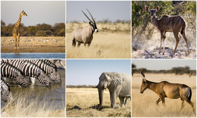 etosha-national-park-africa-namibia-afrika-potovanje