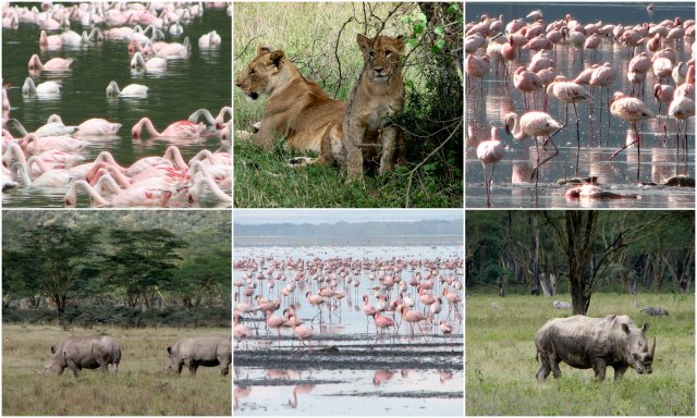 lake-nakuru-kenija-safari-potopis-potovanje